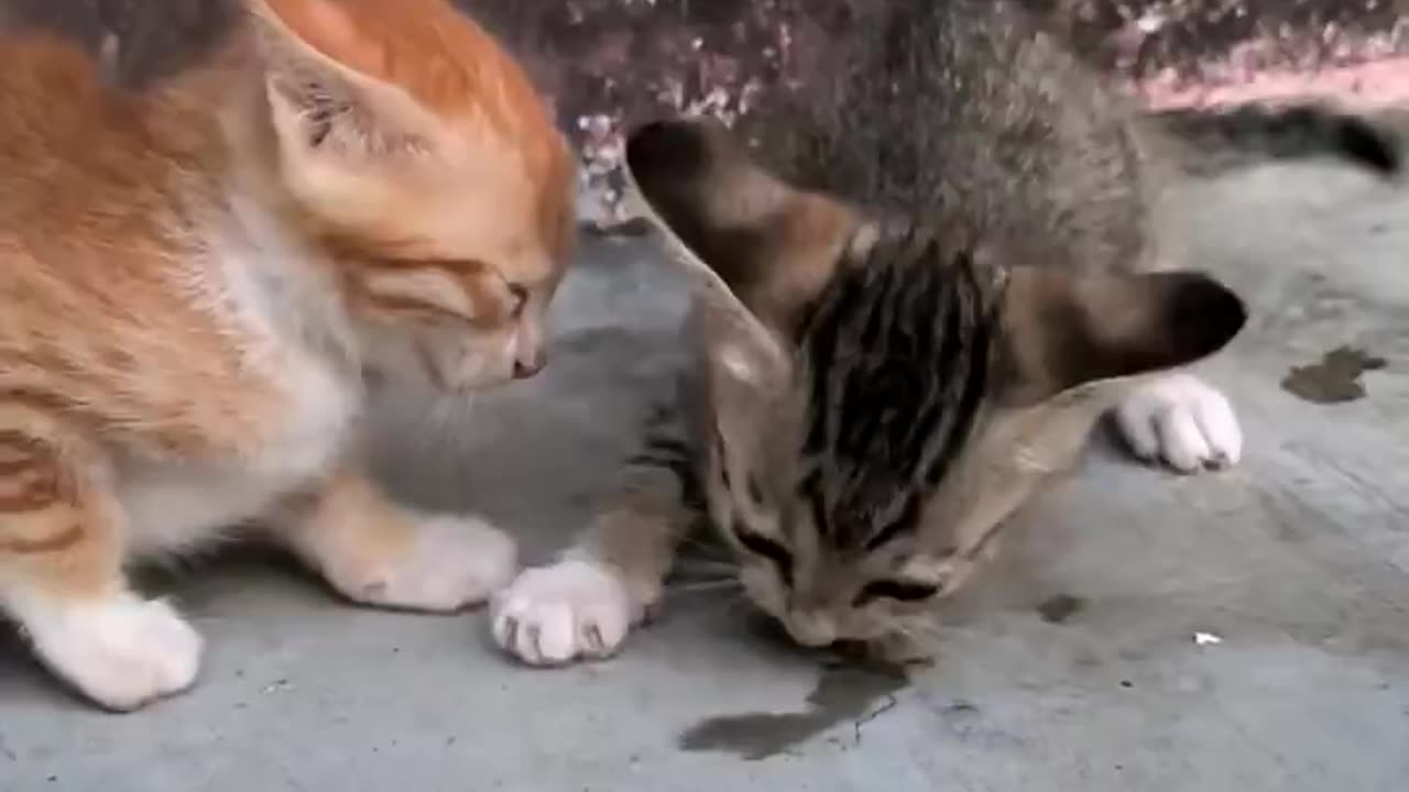 orange kitten was plotting that move from the beginning