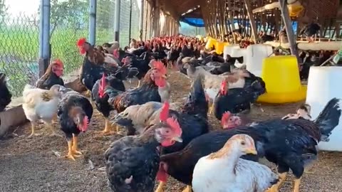 paradise animals sounds farm animal sound