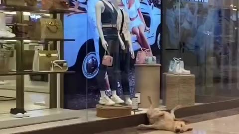 Dog is tired of shopping.. 😅