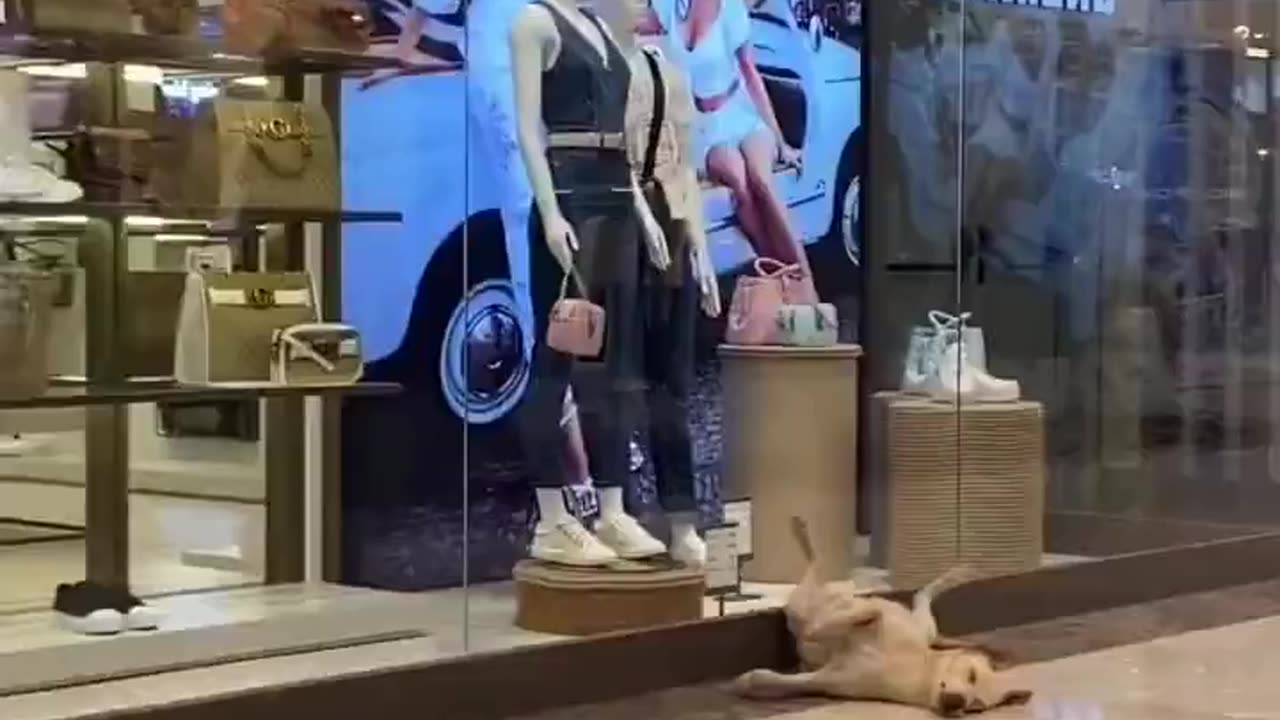 Dog is tired of shopping.. 😅
