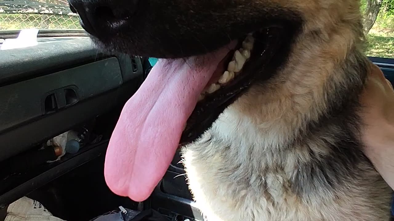 German Shepherd's Summer Vibes: Ready to Roll and Feeling the Heat!