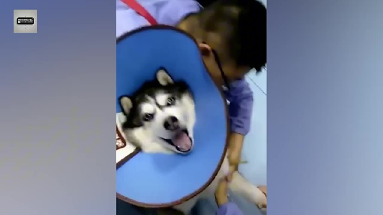 The funniest animals video of the year