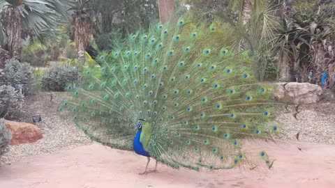 The Peacock