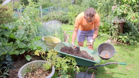 Spuds & Pods: Harvesting Potatoes and Broad Beans!