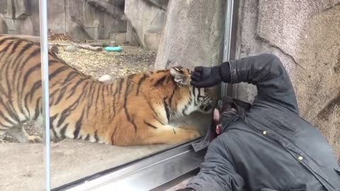 Friendship With Tiger