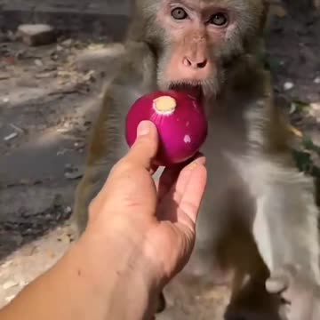 Funny Monkeys Moments