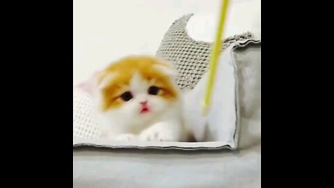 Funny Cat Videos...🤣🤣😺😺