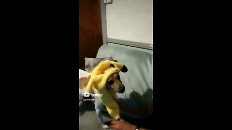 Alfie Pup
