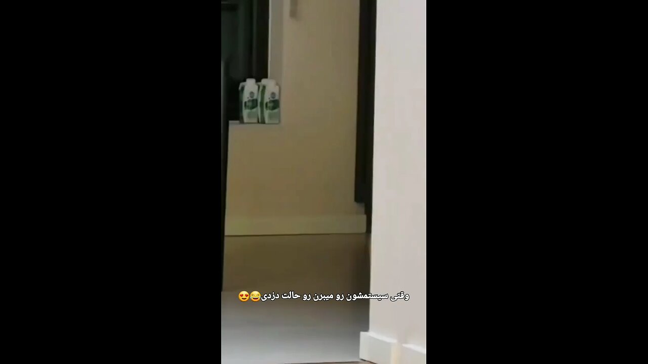 Cats stealing