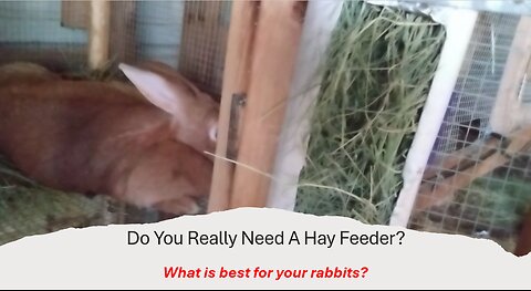 Do You Really Need A Rabbit Hay Feeder