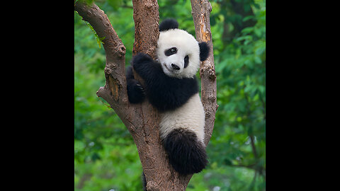 🐼 Hilarious Pandas Caught in the Act – Try Not to Laugh! 😂