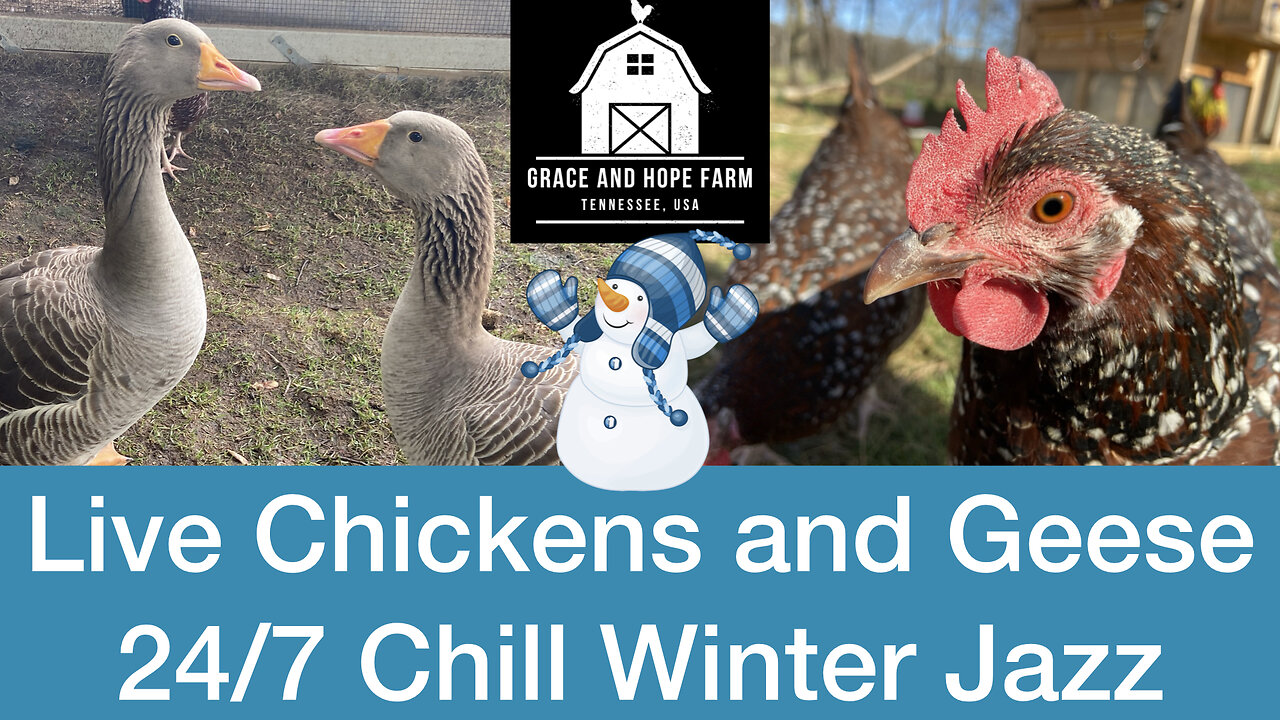 Live Chicken and Geese Cams | 24/7 Cool Winter Jazz