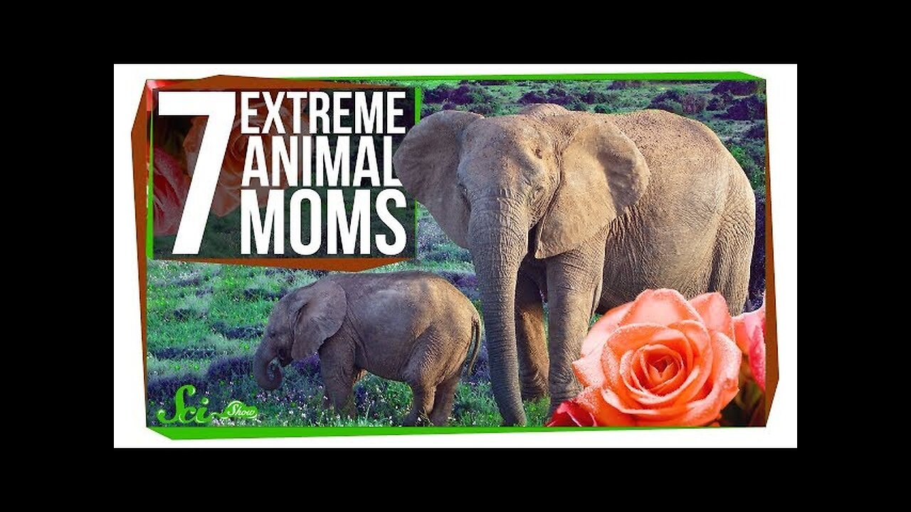 7 Extreme Animal Moms