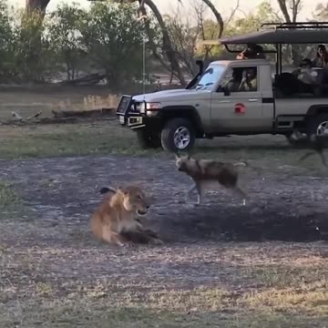 Lion & Dogs Fighting