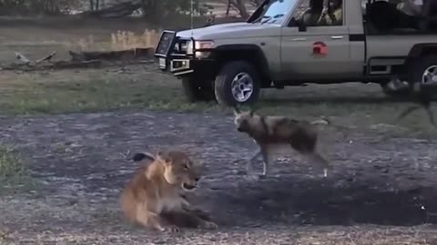 Lion & Dogs Fighting