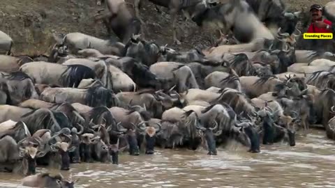💋Masai Mara where the Great Wildebeest Migration occur Every year