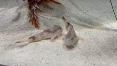 Spotted Handfish