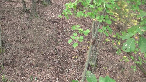 Whitetail Deer Hunting Videos - PA Public Land