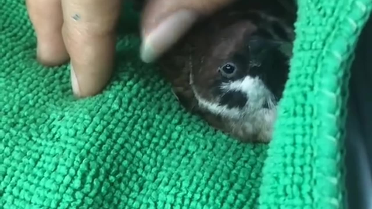 Kind man rescue a sparrow who was stucked in a poll