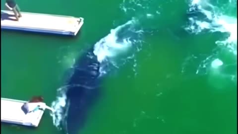 Incredible Footage of a CRAZY Woman trying to Ride A Baby Humpback Whale!!!