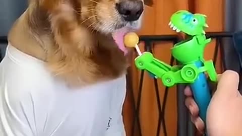 Dog: Just because I m good-natured doesn t mean I won t bite! funny dog videos