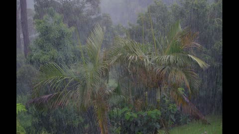 Rainforest Thunderstorm | 8 Hours of Rain and Thunder for Sleep, Relaxation and Meditation