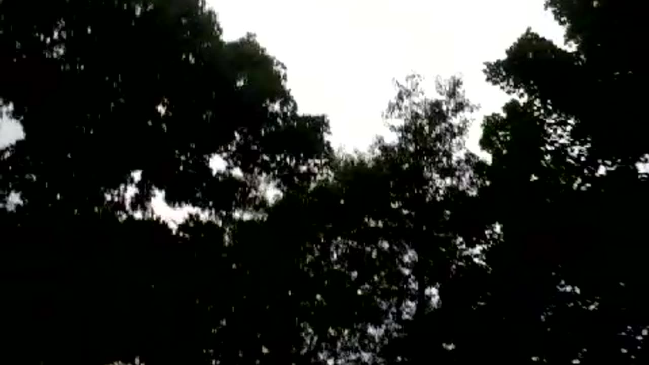 Camping tree canopy heart in the sky july 2014