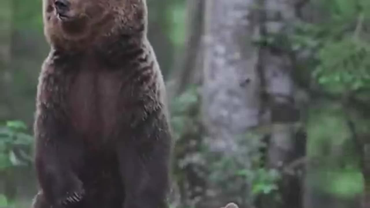 Funny & Cute Animals You Can’t Stop Watching! 🐶🐱