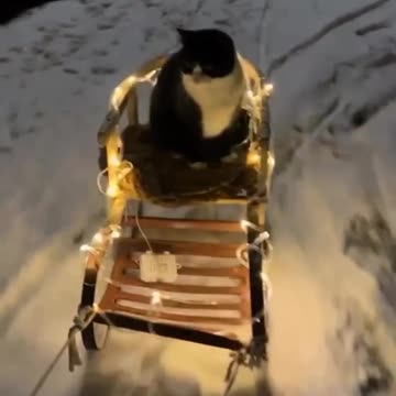 Taking the little guy for a Christmas sleigh ride