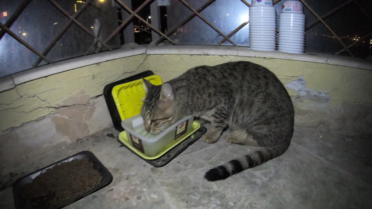 Homeless cat in Ras Al Khaimah, UAE: MICHAEL JACKSON #cat #cats #MichaelJackson #UAE #pets #pet #4u