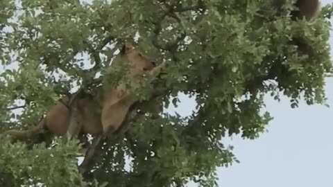 Lioness vs baboon (baboon lives)