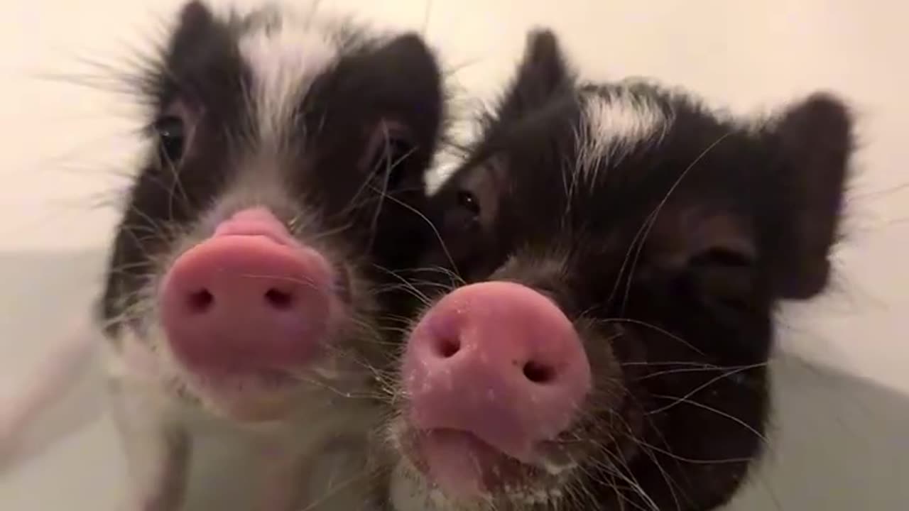 Pino and Panap took a bath 🛁