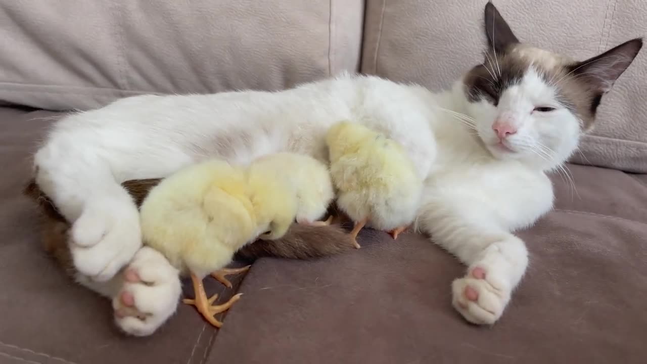 Chicks Sleep with a Cat like with mom