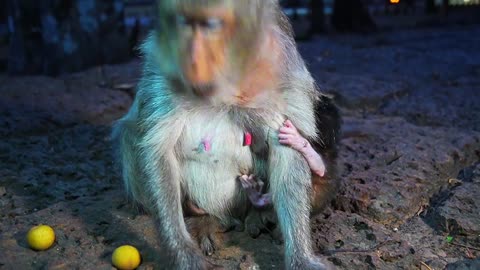 Trying Many Times To Give milk For Baby Monkey EMORY When Mom Not Feed Full Day