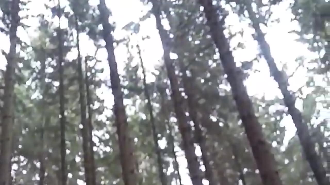 Winter in the woods 🌲🍁🌳🍂💪