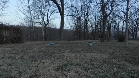 Morning Sounds , Turkey and Deer