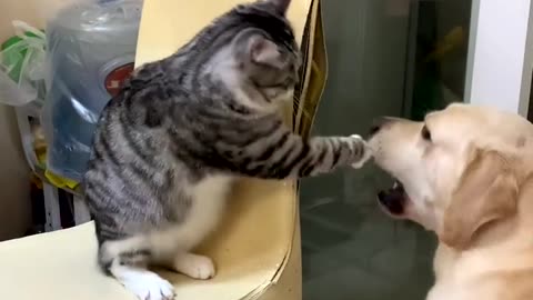 Cat vs Dog - Boxing