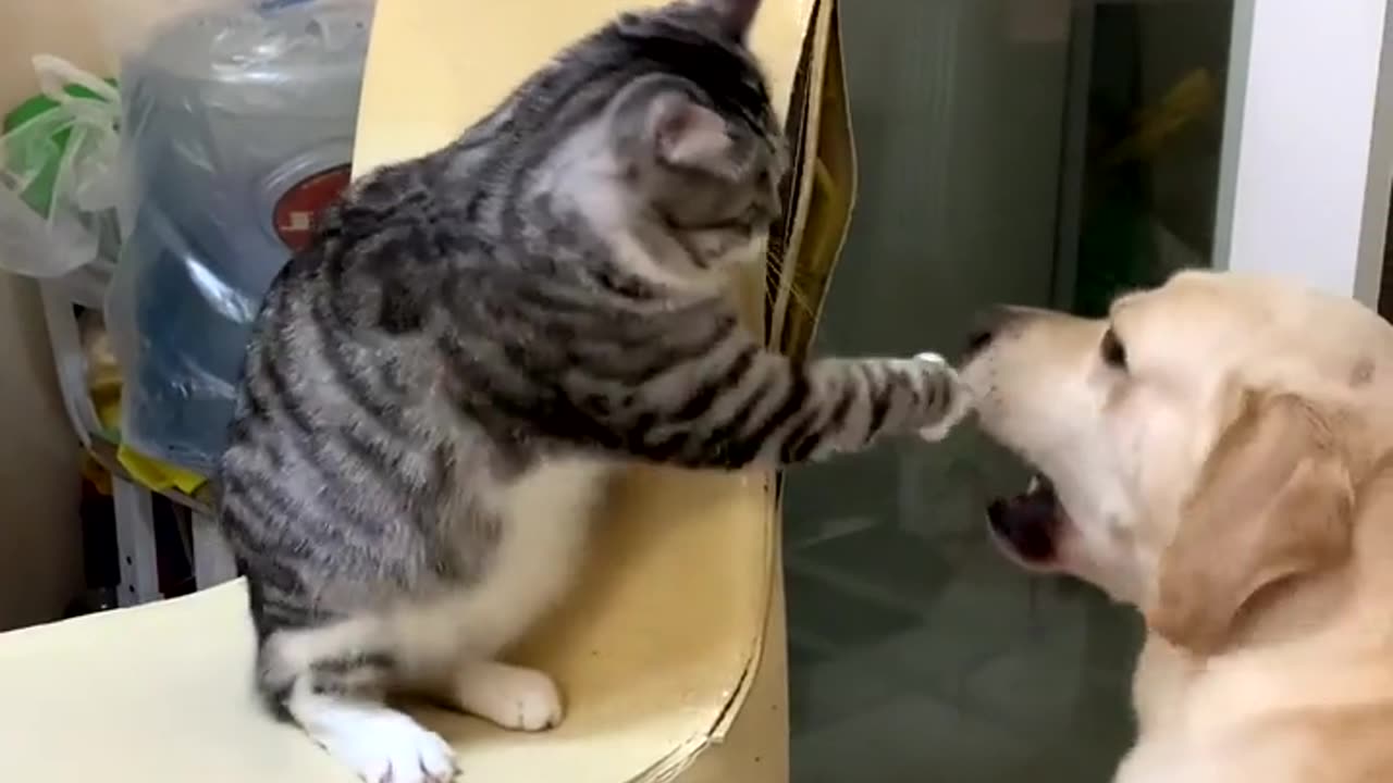 Cat vs Dog - Boxing