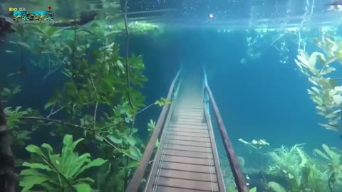 Heavy rain in Brazil transformed a hiking trail into an underwater forest