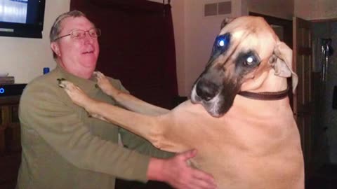 Funny GREAT DANE Will Make You Laugh More Than You Think