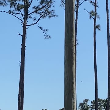 Helicopter Circling My Neighborhood