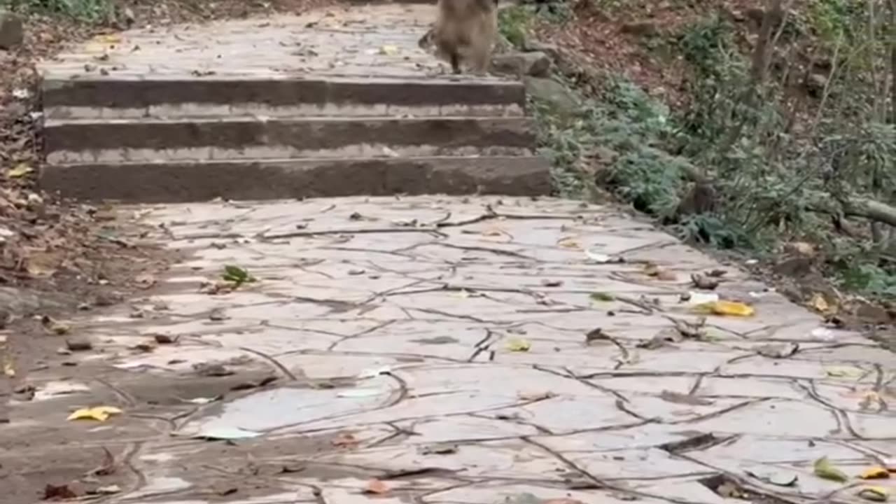 Monkey running