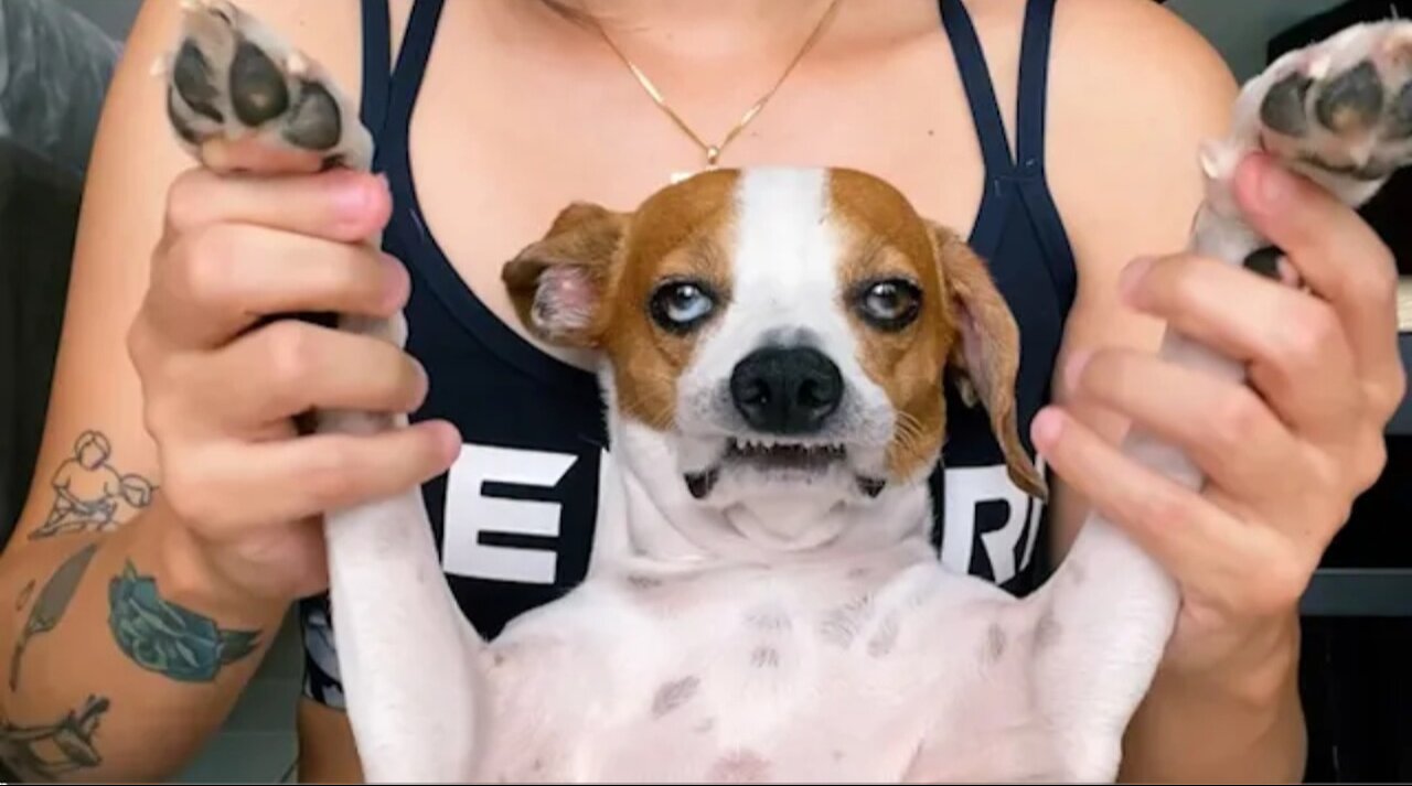 Grumpy Dog Doesn_t Want to Party 😒 🤣 _ FUNNIEST Dogs _ Cats