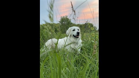 Happy dog