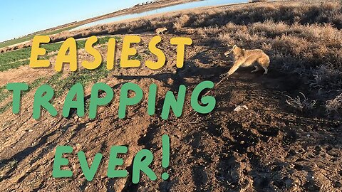 Trapping Near A Feedlot