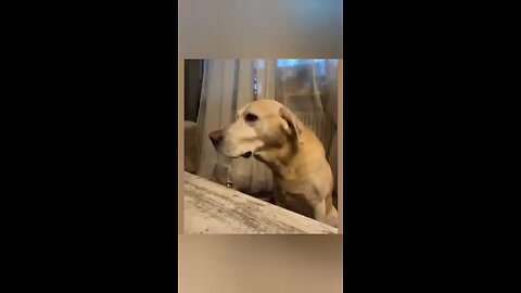 funny animals