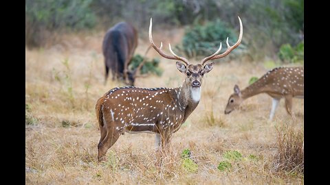 Fredericksburg wildlife (Axis deer). They are still wild animals.