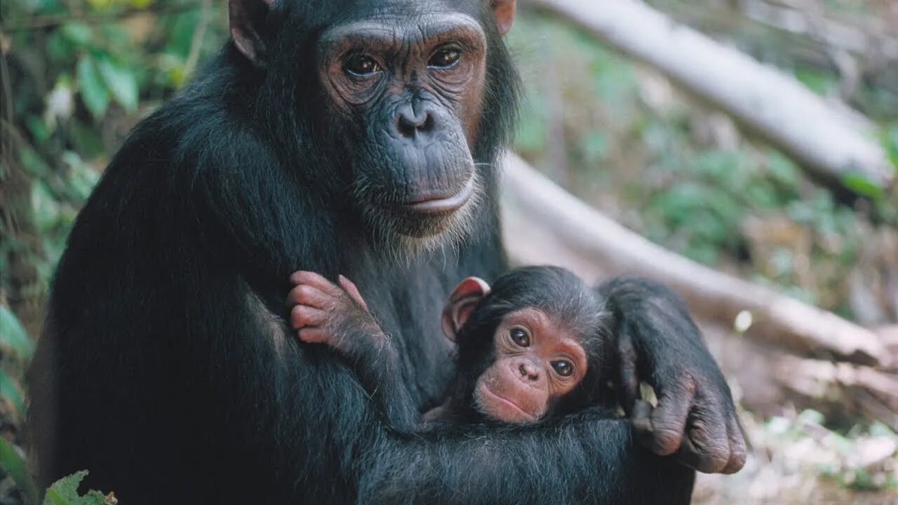 Discovering the World of Chimpanzees!