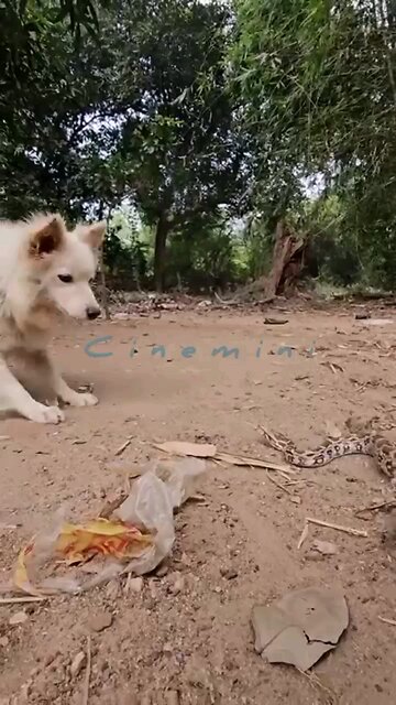 wildlife Husky attack a big Python.