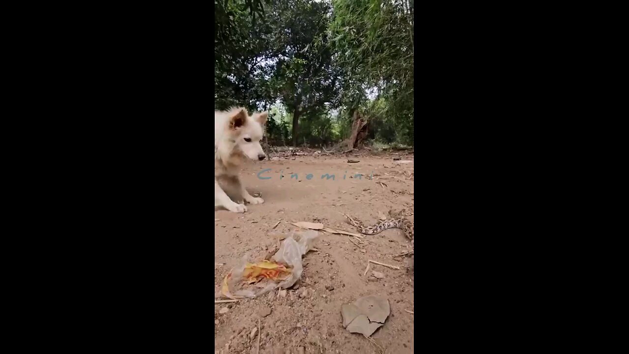 wildlife Husky attack a big Python.